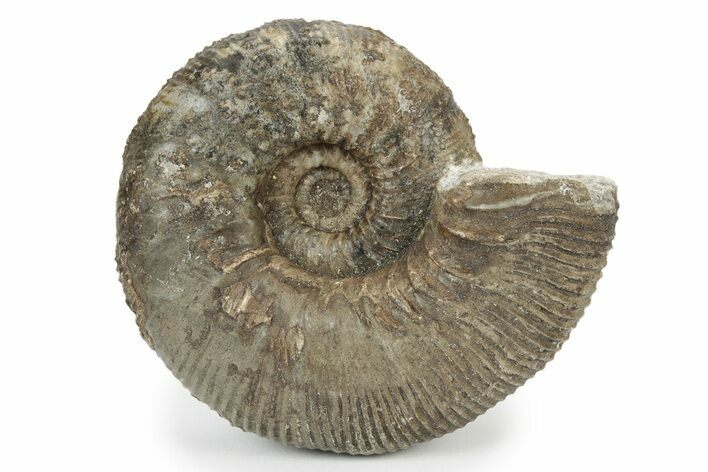 Jurassic Ammonite (Kepplerites) Fossil - Gloucestershire, England #243475